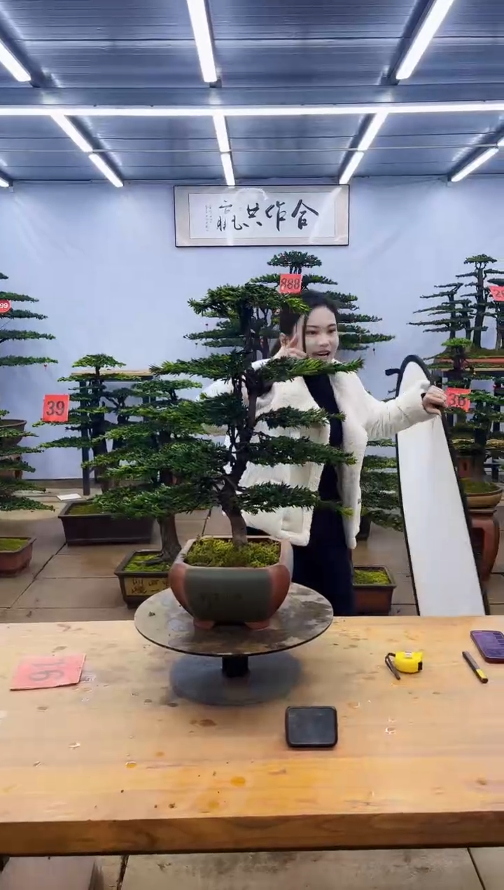 【闪购商品】高端盆景一物一拍，所见即所得