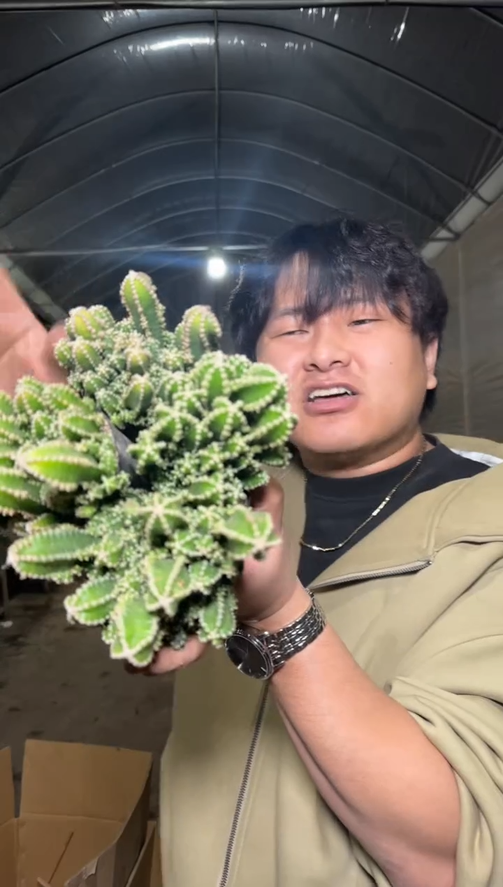 4颗 大本 万重山群生【带根】