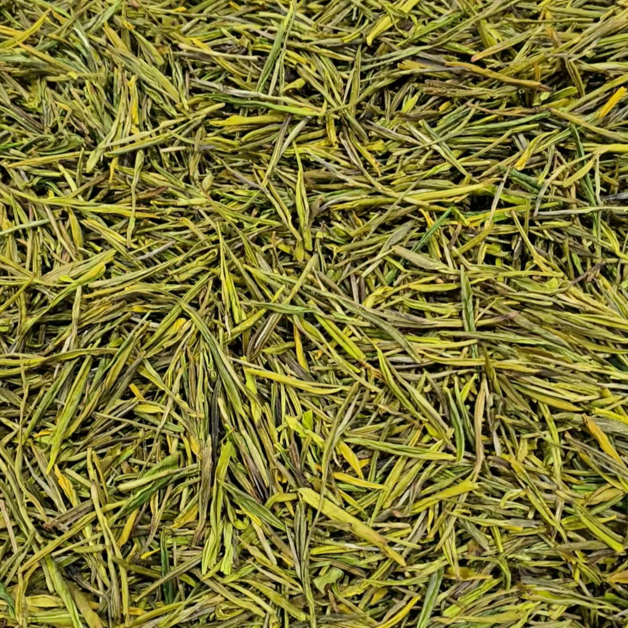 安吉白茶黄金叶口粮茶