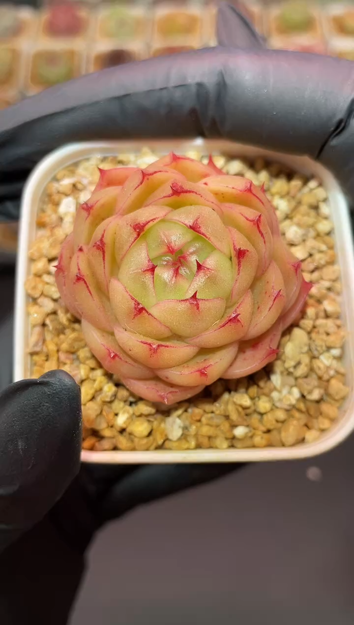 闪购617 小橘包多肉一颗  3.8-4厘米