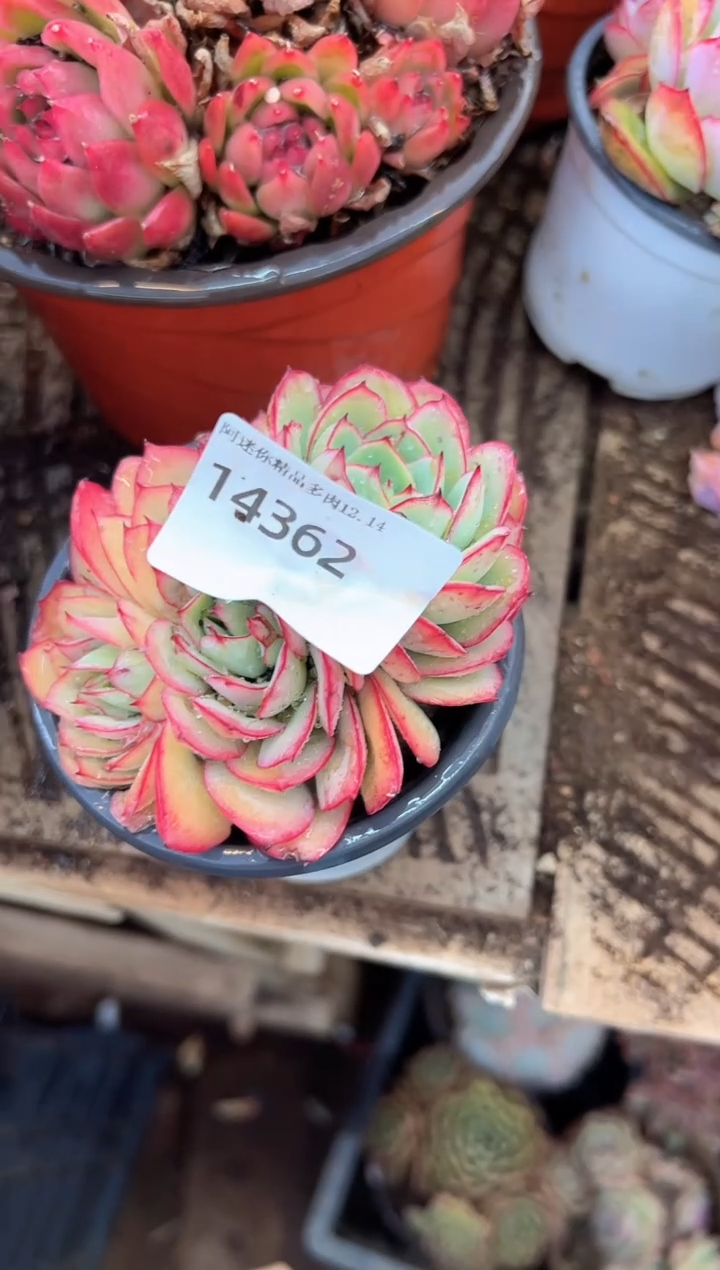 可***猫多肉植物一物一拍14362