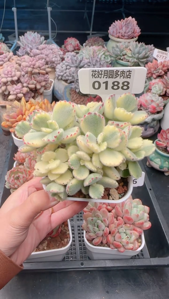 【闪购商品】0188.