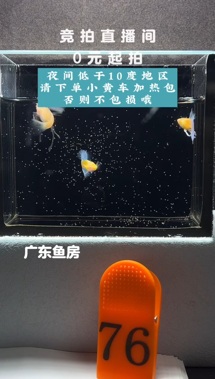 孔雀鱼蓝白大C一对编号76