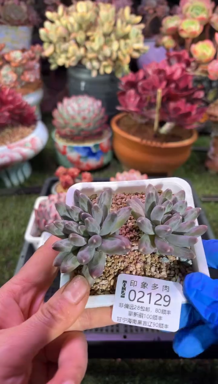 【闪购商品】02129