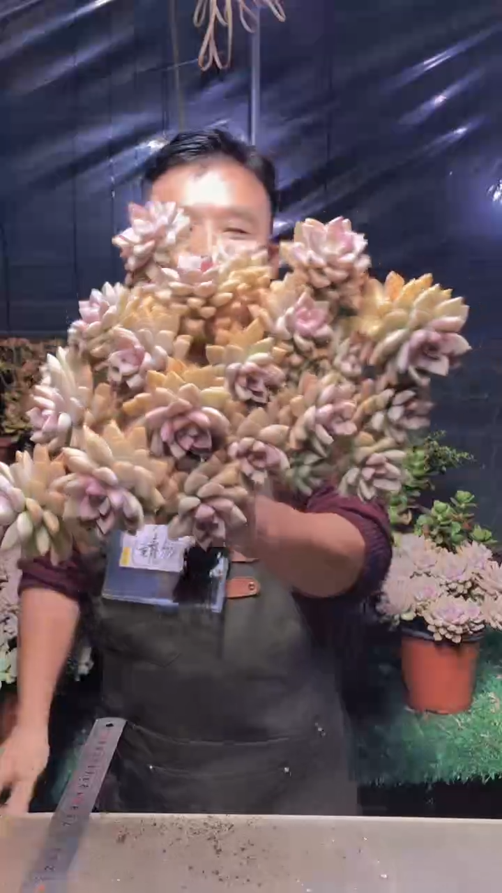 206淡雪缀化（一物一拍）