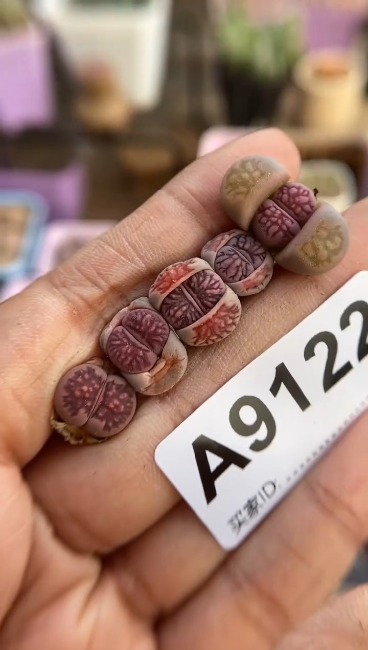 【闪购商品】9122直播一物一拍