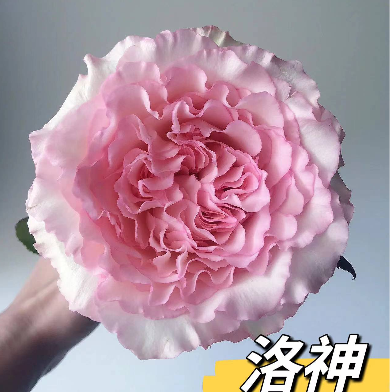 『洛神10支』家居养花  单头玫瑰 全场任意满两单及以上鲜花同城包邮 