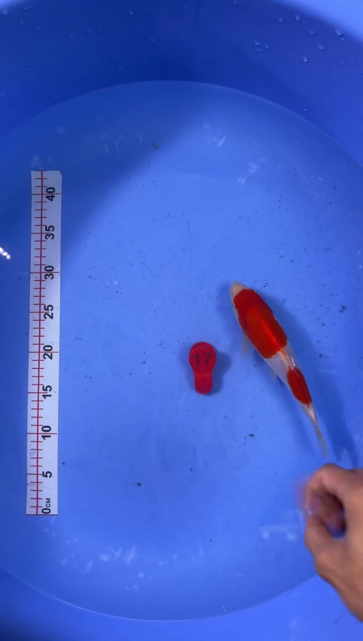 锦鲤活体二号链接