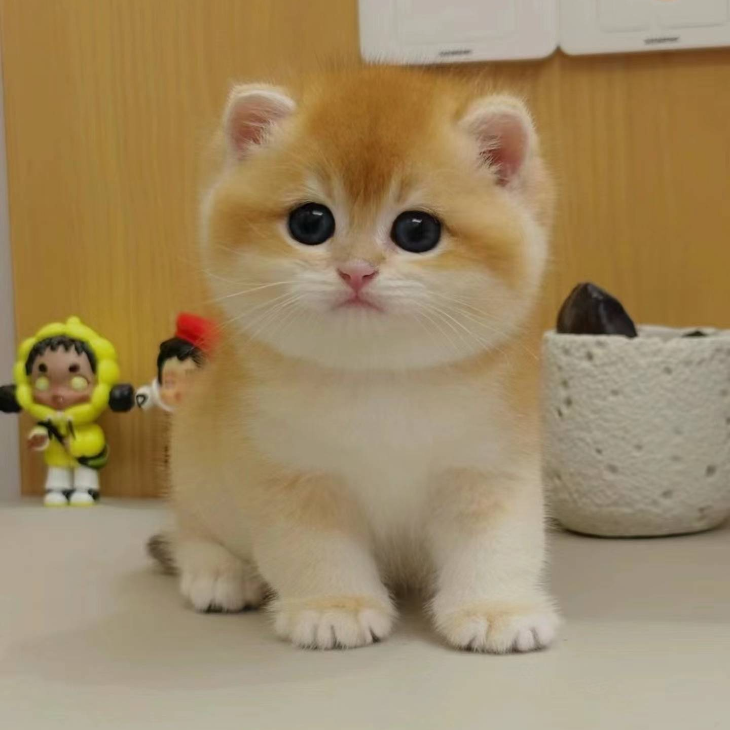 无品牌金渐层宠物猫咪活体 活体商品不支持无理由退换