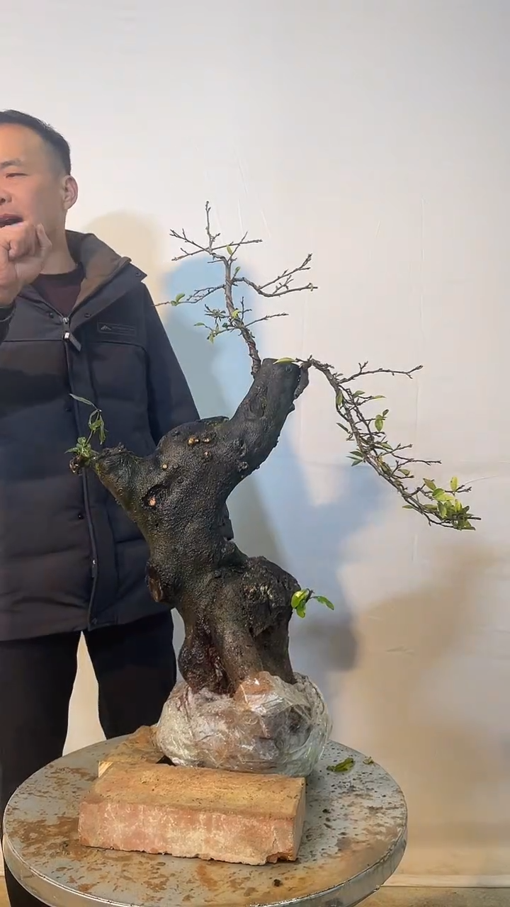以实际为准金弹子 盆栽 盆景 一物一拍