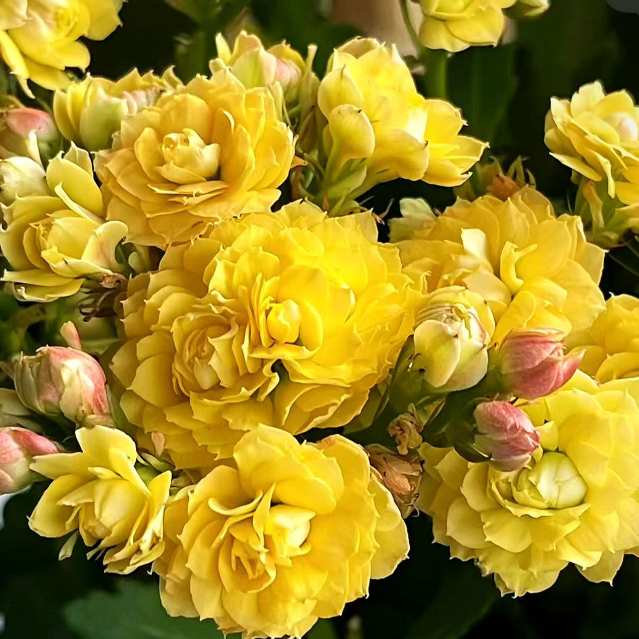 【超级皇冠】~稀有品种 大花苞