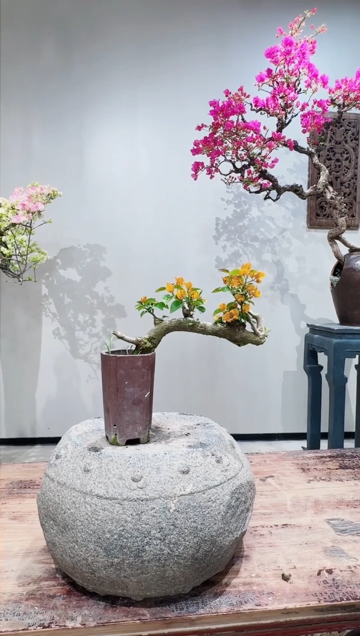 【闪购商品】盆景加州黄金