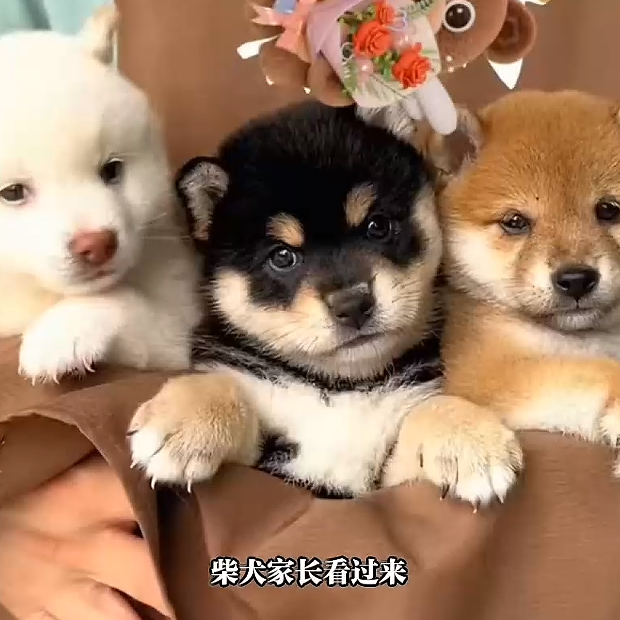 射洪柴犬庄园繁育精品柴犬狗狗活体【全款链接】