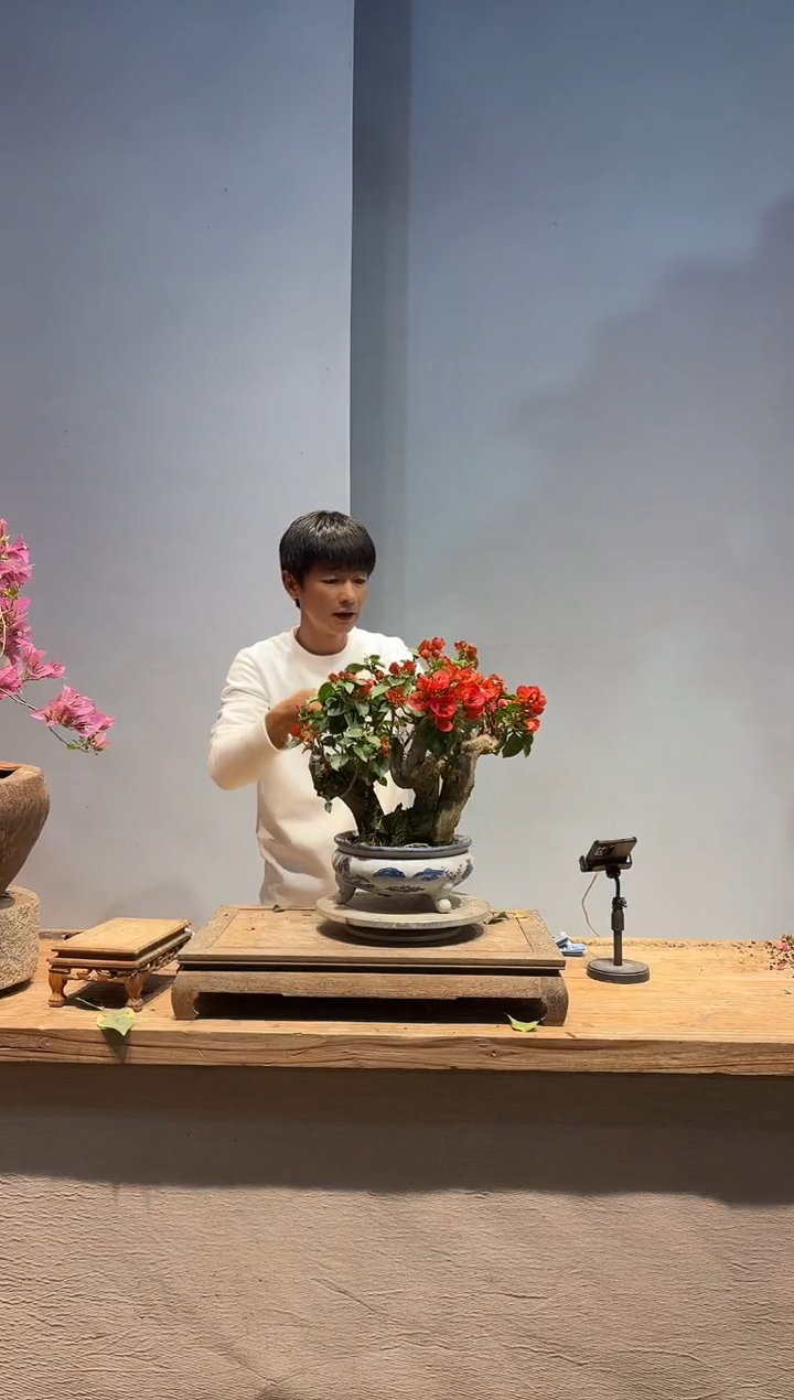 以实际为准q*j三角梅67