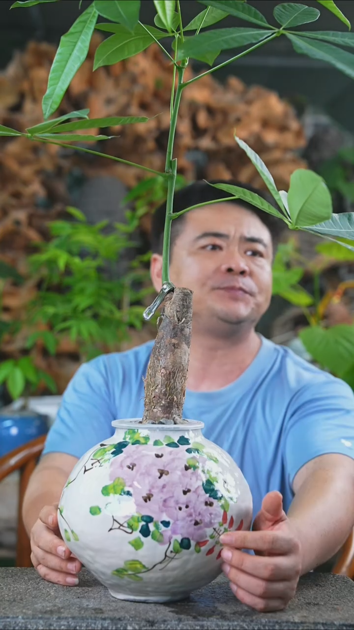 完全开放发财树340+