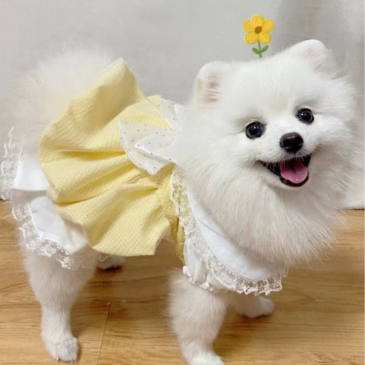 自选宠物博美比熊  泰迪 带小衣服  HRB