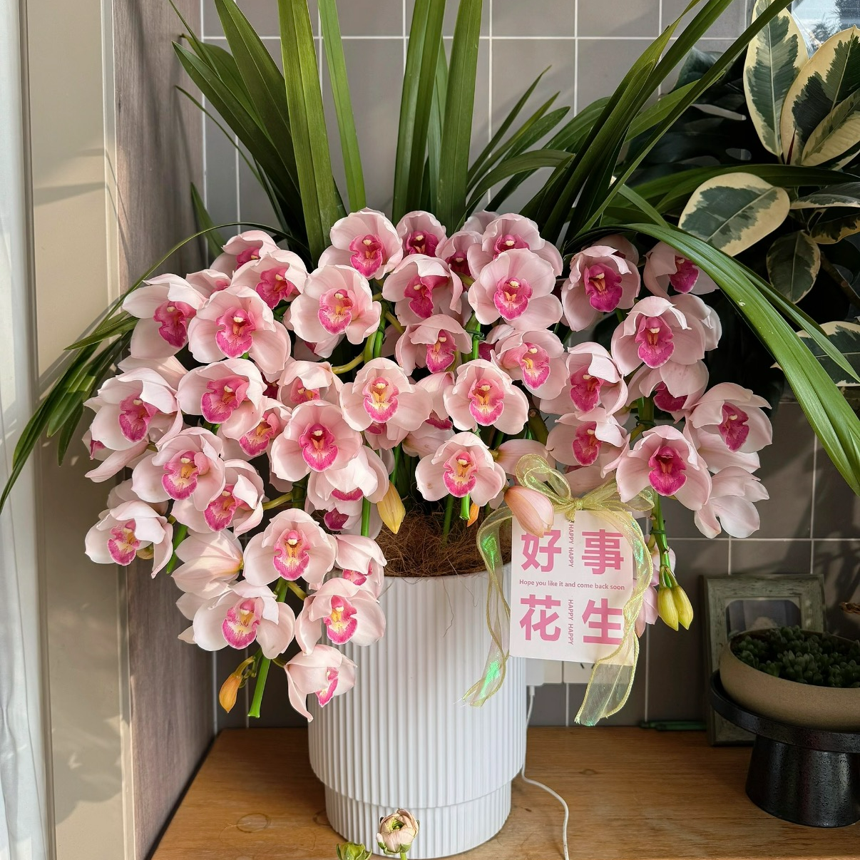 拱兰诱惑6支剑 粉色大花蕙兰年宵花 部分开花/花苞发货210盆