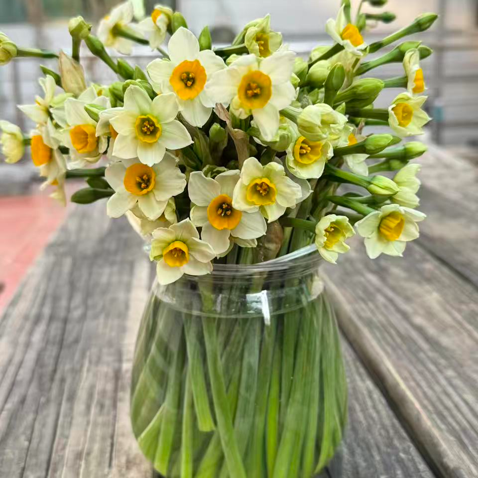 漳州水仙花鲜切花 重瓣浓香 水培盆栽室内外冬季开花易养绿植