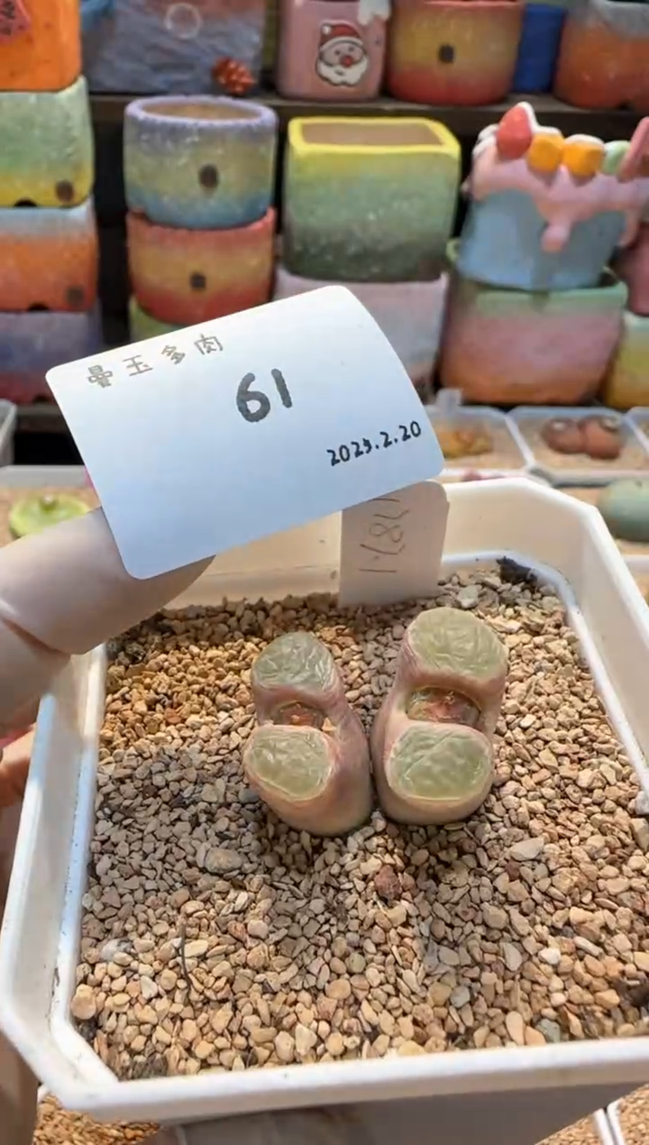 【闪购商品】25.2.20-61小刺头儿