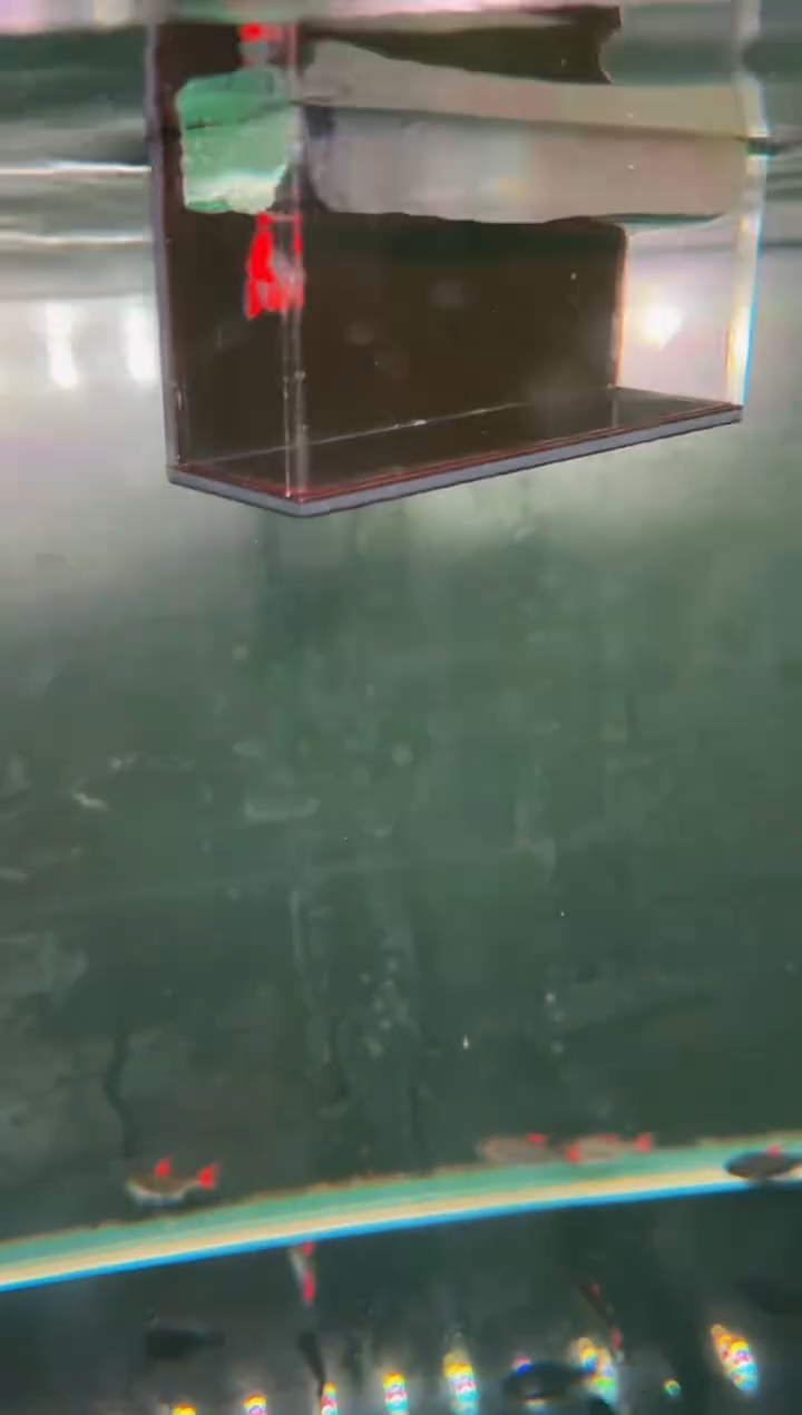 灯科鱼风**物B15超白*2