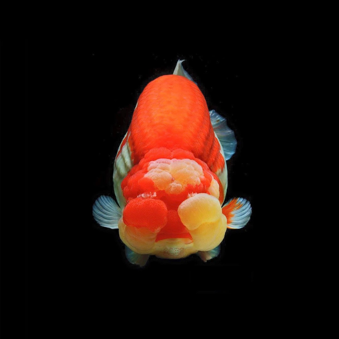 沐东严选宠物活体金【直播链接，请勿私拍】邮费均为到付