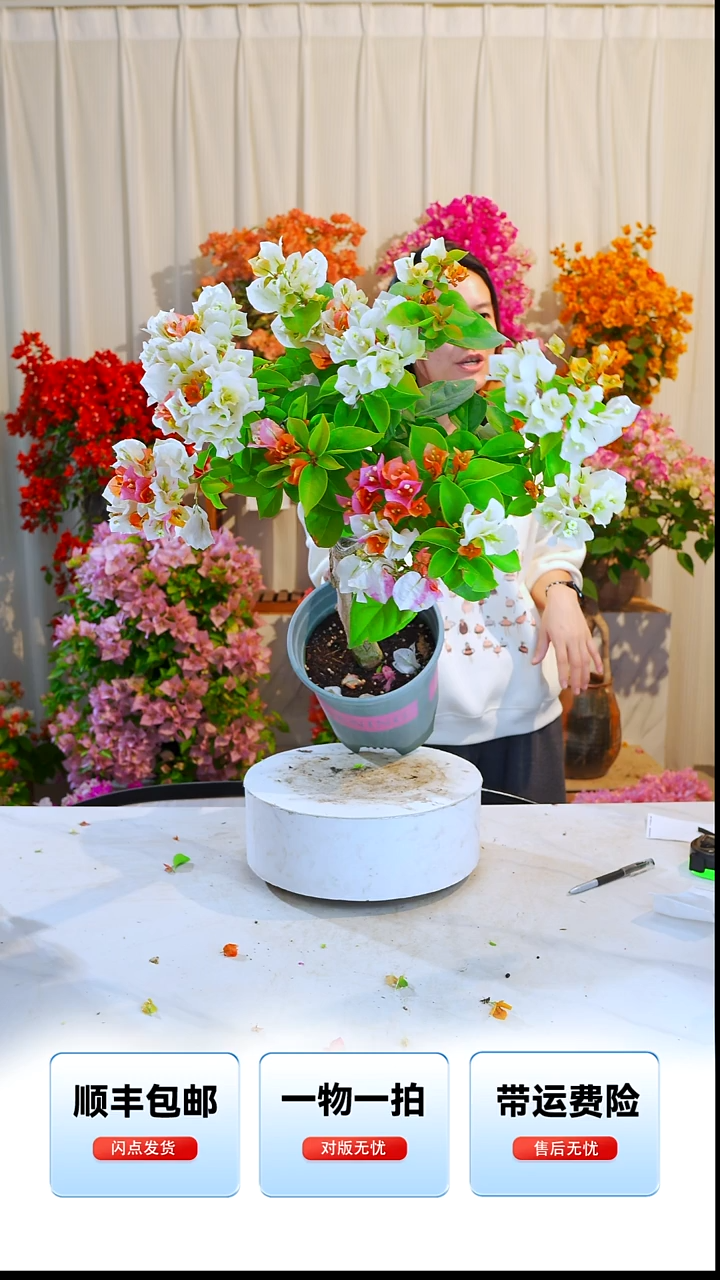 大部分开放少量花苞黄金凤凰