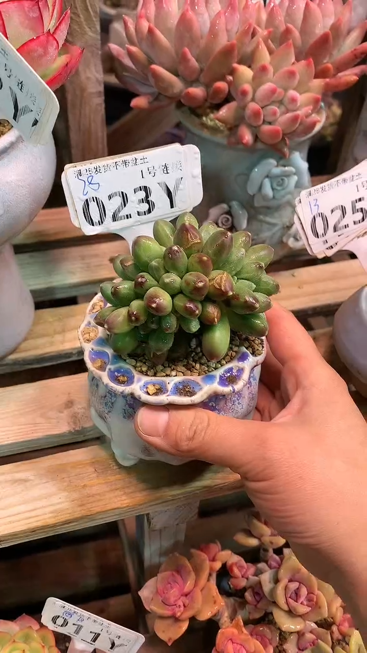 【闪购商品】023YYY