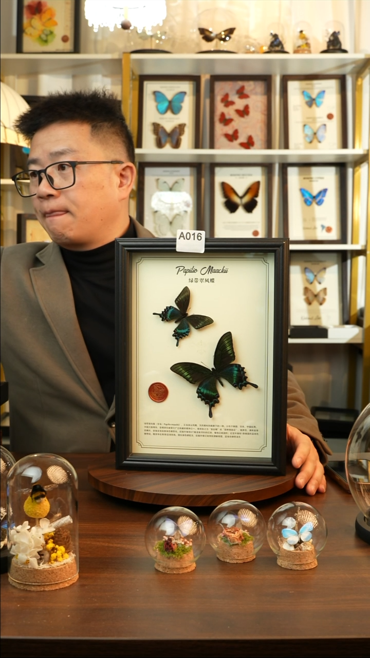 绿带翠凤蝶春夏款双蝶（A4黑框）A016