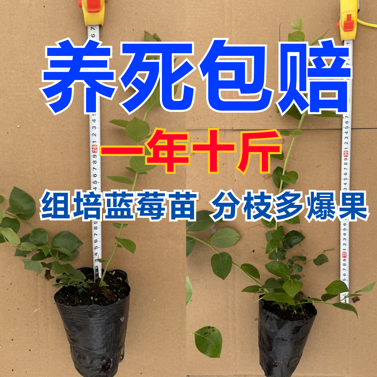D年开花当年结果4颗4盆F6蓝莓苗 大果脆甜