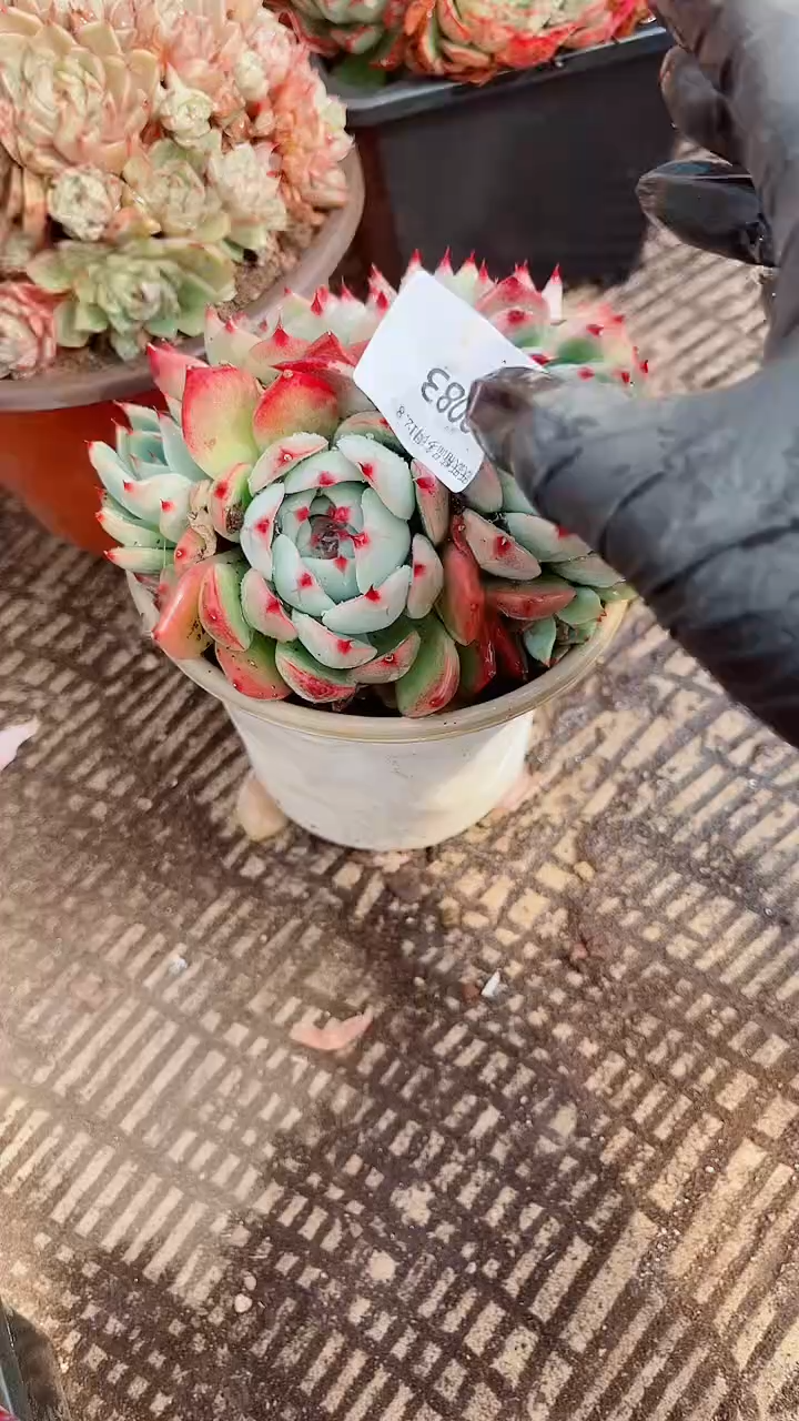 用****8跃跃精品多肉08083