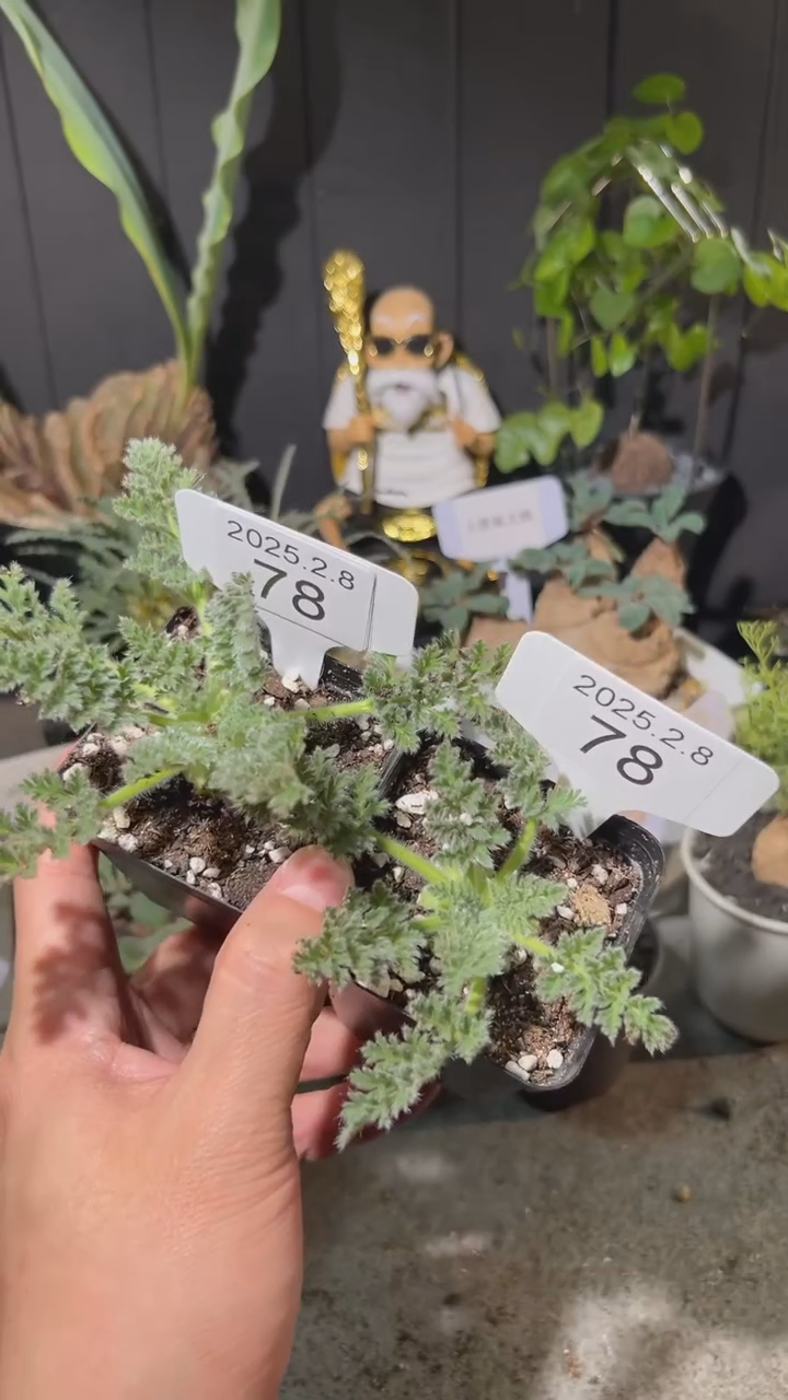 【闪购商品】羽叶2.8.78