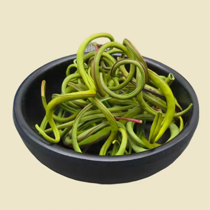 长白山 野生小草 嗷嗷叫