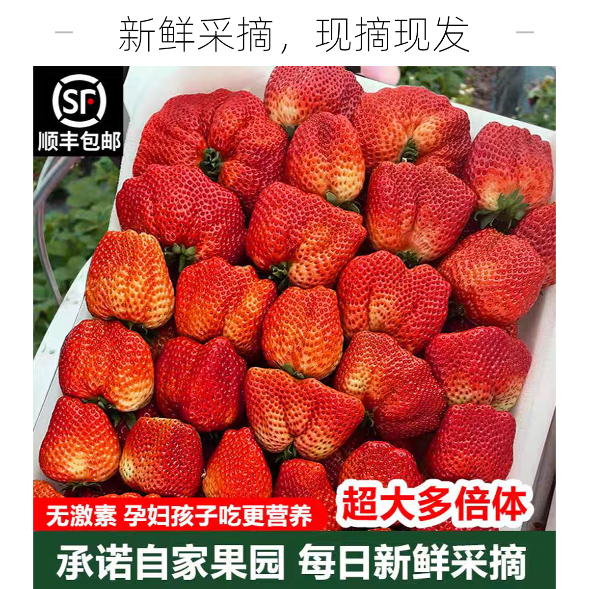 安徽长丰水家湖多倍体红颜奶油畸形大扁果新鲜草莓丑果-顺丰现摘现发