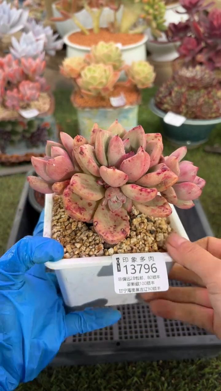 【闪购商品】13796