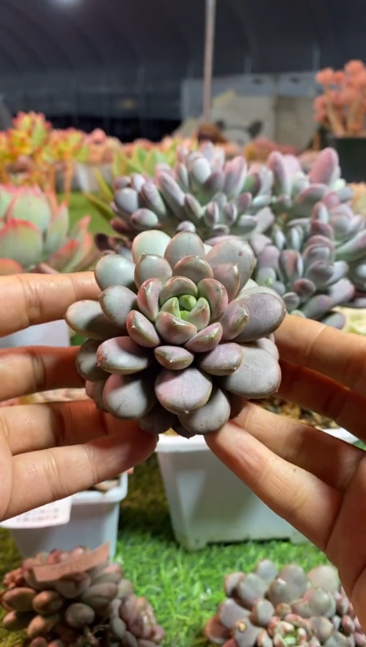 【闪购商品】0108a