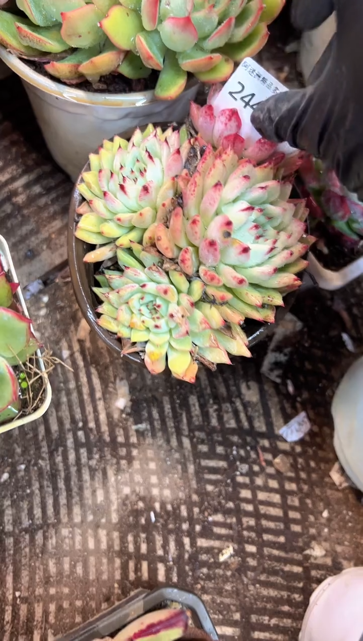 P**G多肉植物一物一拍24435