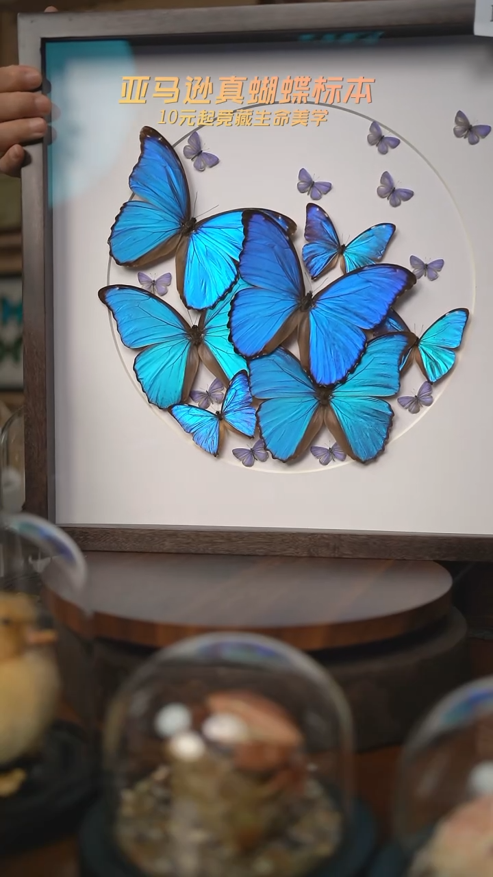 蝴蝶标本摆件n162