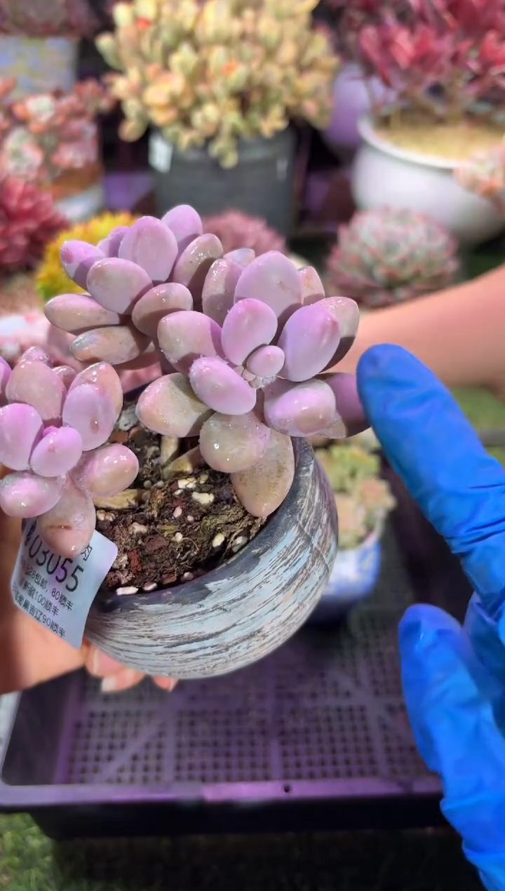 【闪购商品】03055