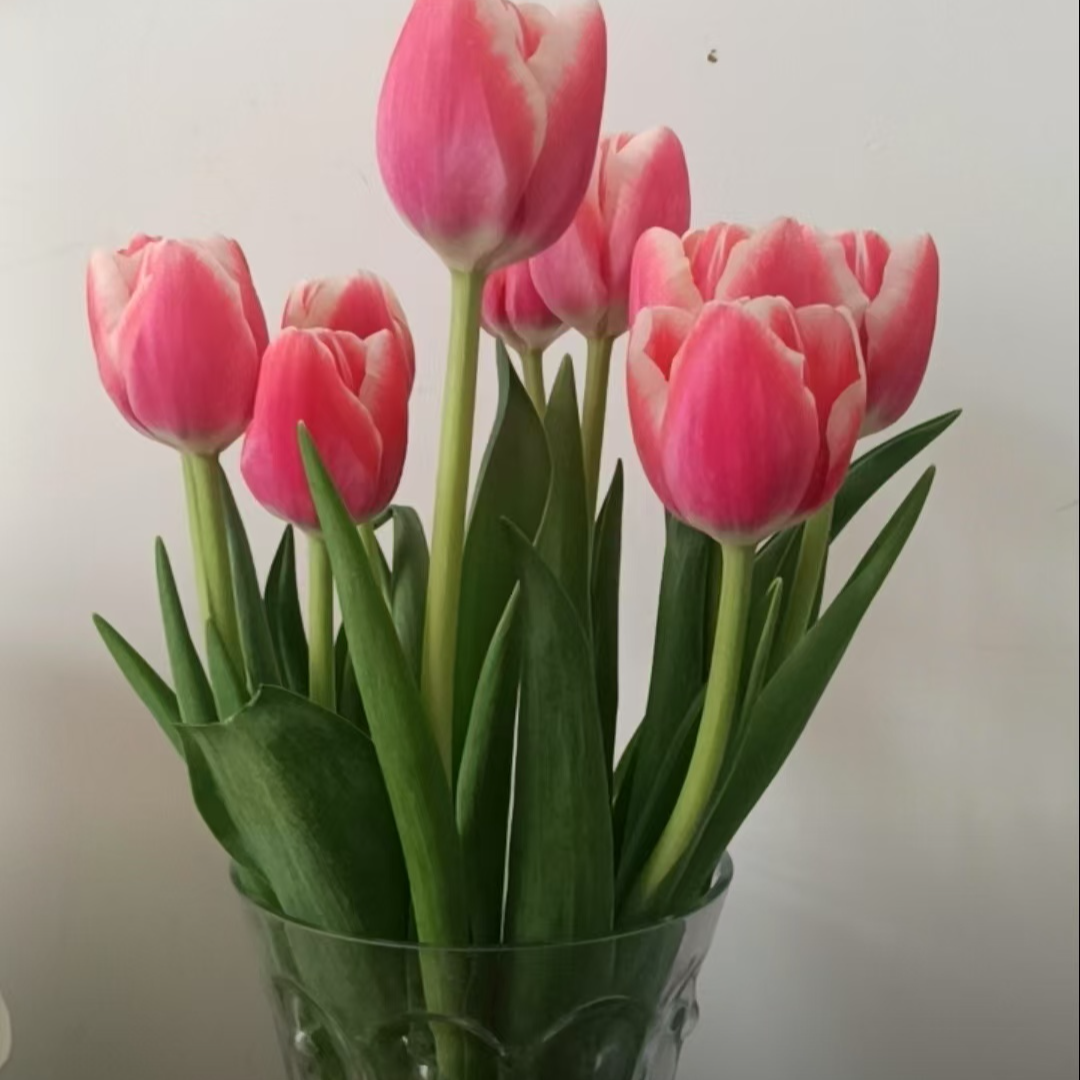 【云顶】粉兔子 郁金香、东北产地直发全国顺丰包邮鲜切花养护派送