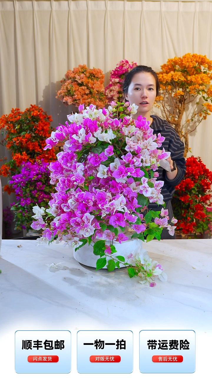 大部分开放少量花苞安*章红樱