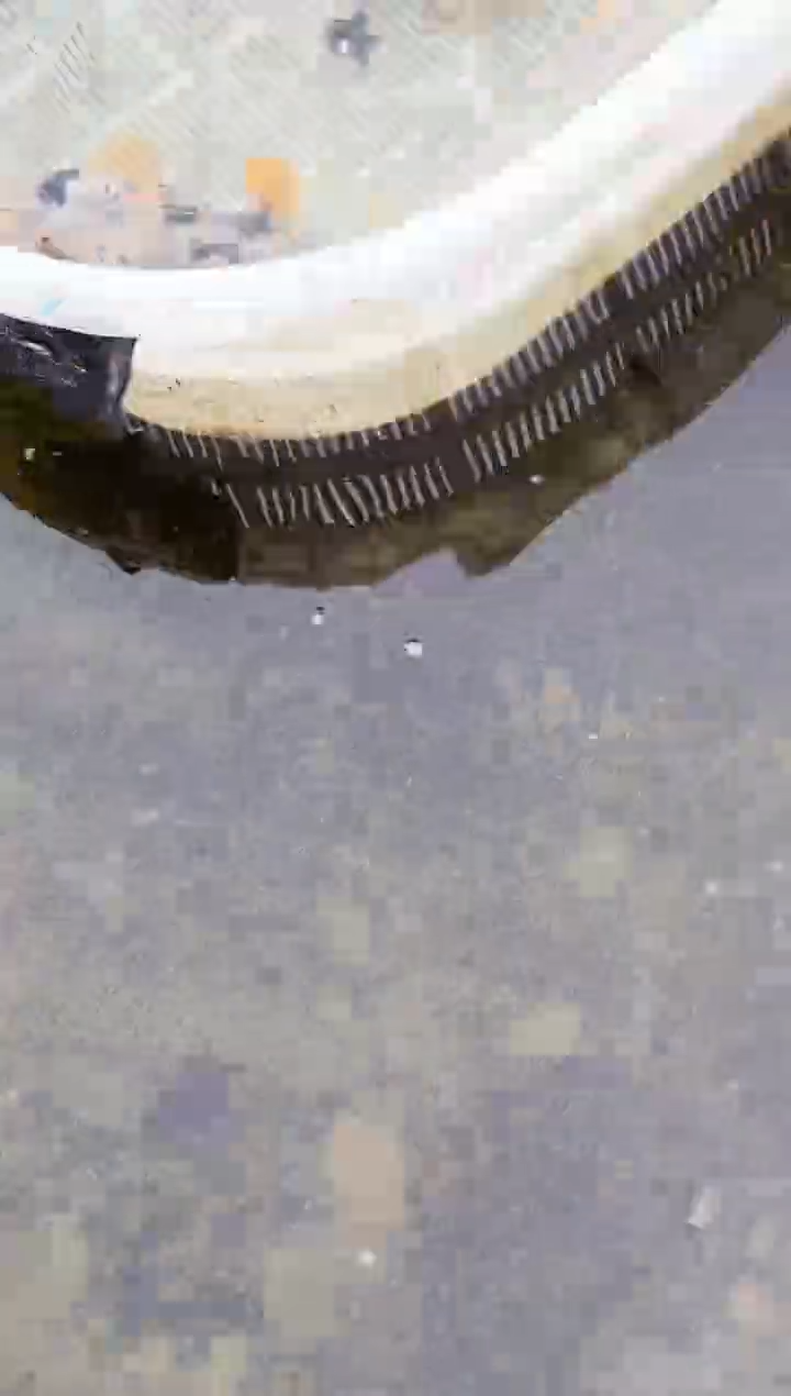 金鱼耐*水娃娃渔场兰寿金鱼  不包邮