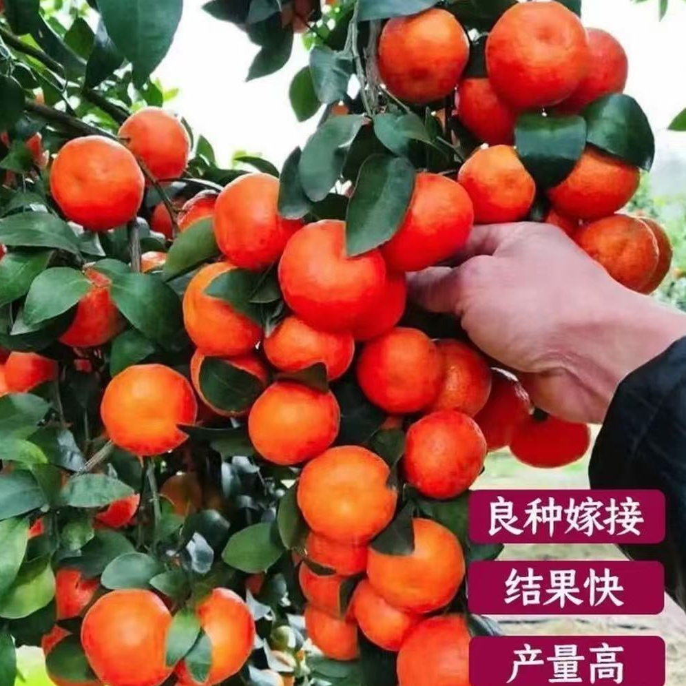 一物一拍各种橘子苗砂糖橘金桔盆种地种嫁接改良栽培