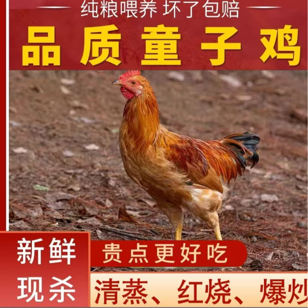 【大山4】林间放养黄脚童子鸡 5只净重10-11斤 肉质鲜嫩 净膛发货