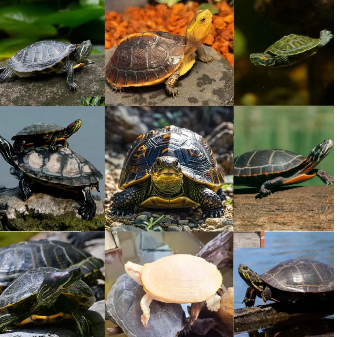 宠物活体通用链接