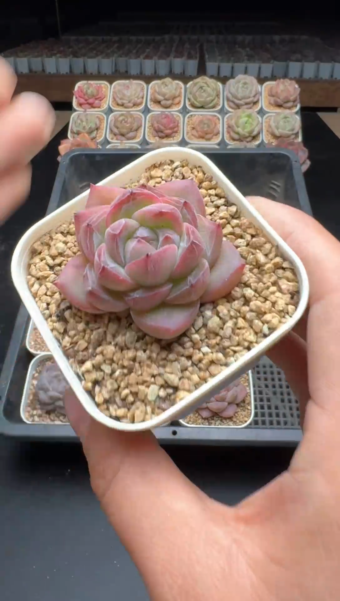 【闪购商品】744号一物一拍珍妮多肉花卉植物3颗起发