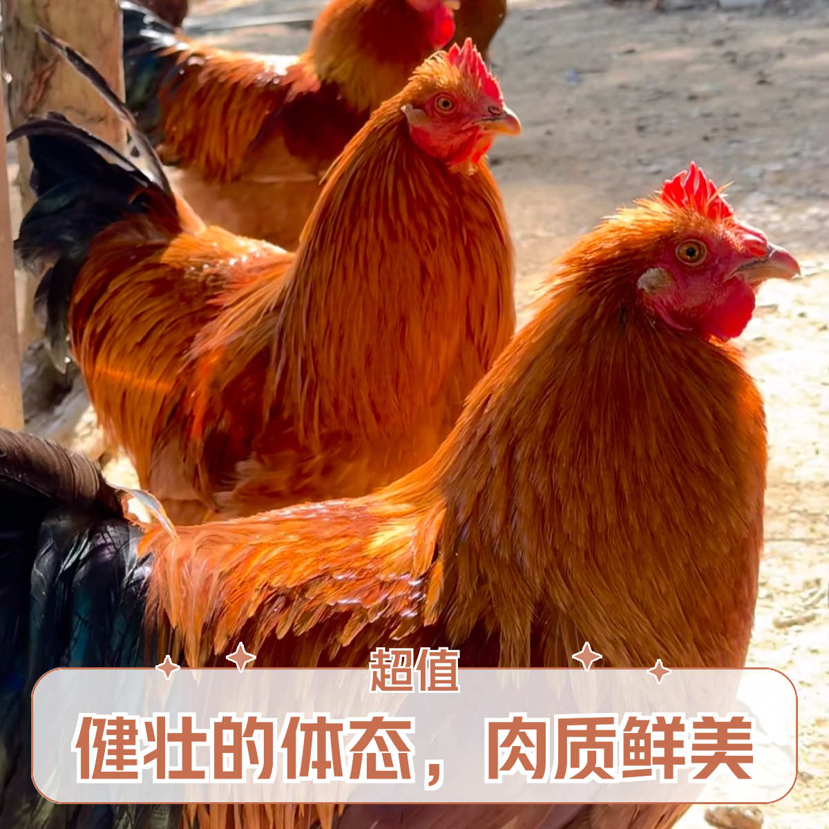 农家散养大公鸡（一年以上）