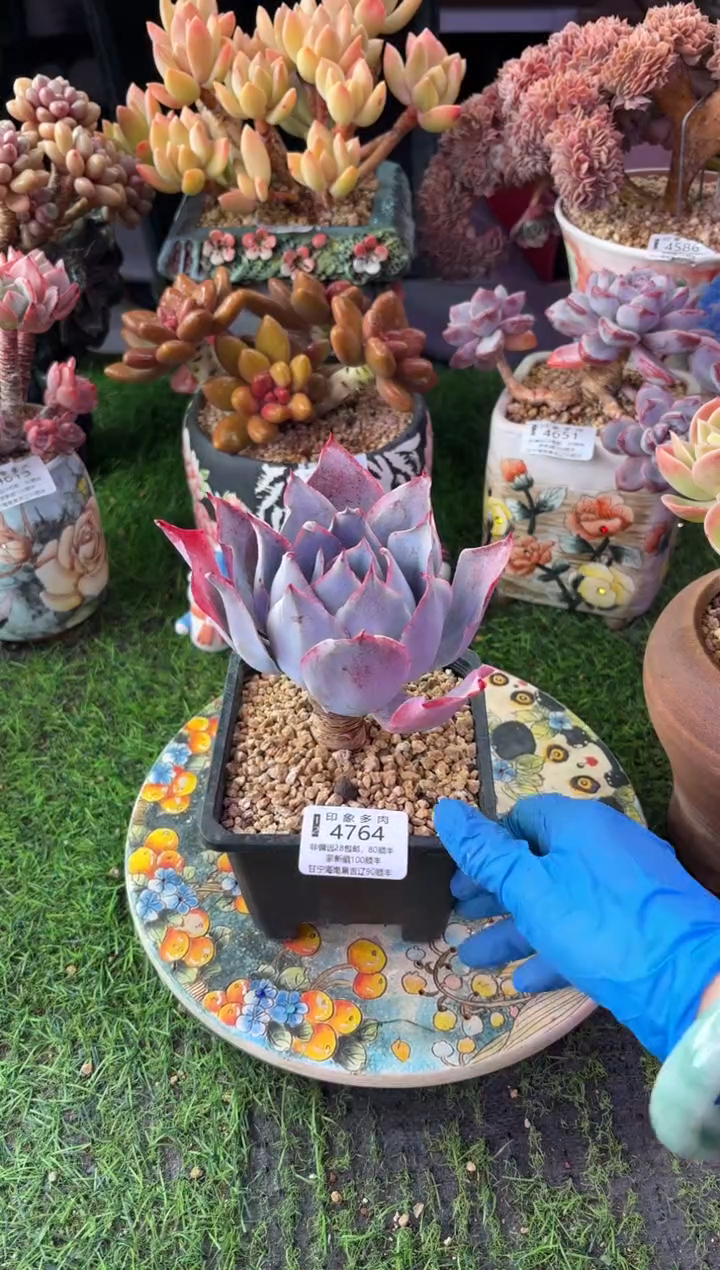 昆明印象多肉4764