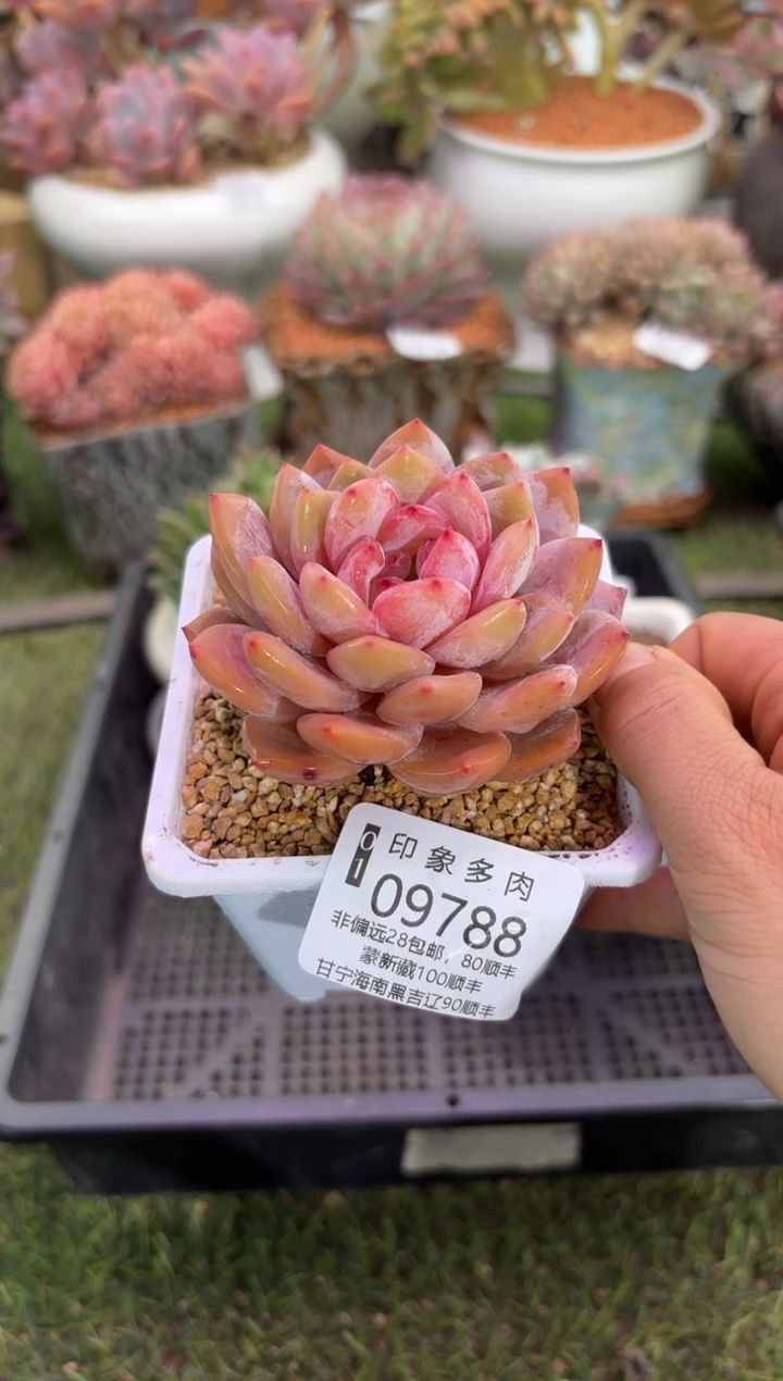 【闪购商品】09788