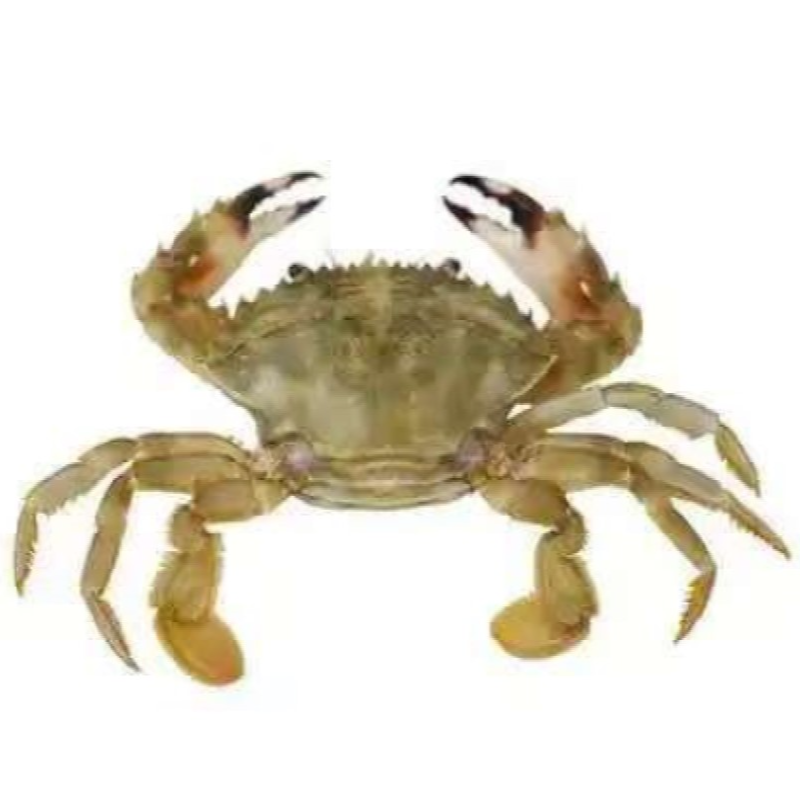 花盖蟹12-16只/斤，23.8元/斤，肉质鲜嫩肥美，蟹肉顶着壳的肥，蟹膏鲜甜丰腴