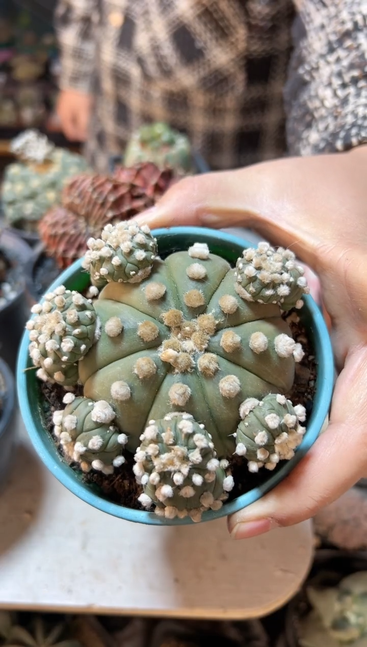 【闪购商品】晚23号自根琉璃兜9公分